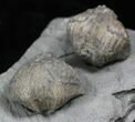Pair Of Fossil Brachiopods (Platystrophia) - Indiana #25996-2